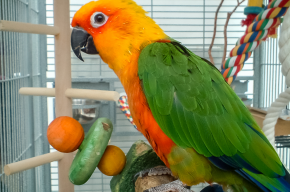 pet in cage-Is Keeping Pet Animals in Cages Allowed?