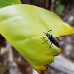 Black River Gorges National Park