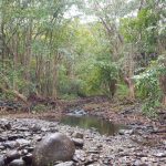 Black River Gorges National Park