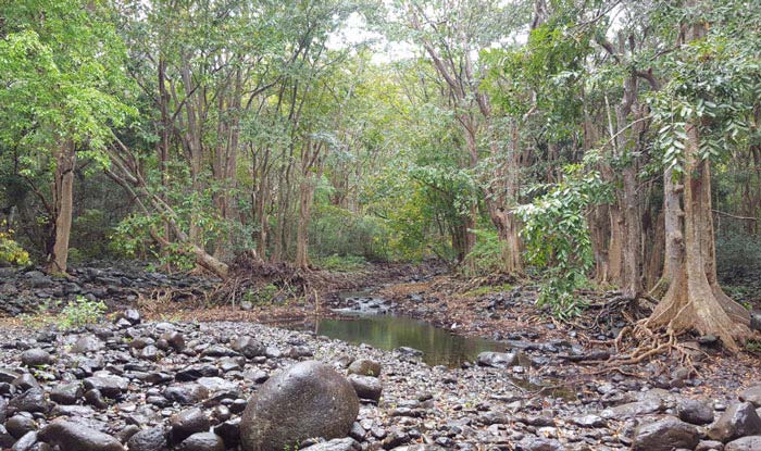 Black River Gorges National Park