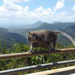 Black River Gorges National Park