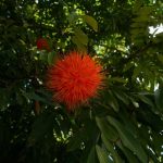 Black River Gorges National Park