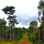 Black River Gorges National Park