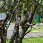 Black River Gorges National Park