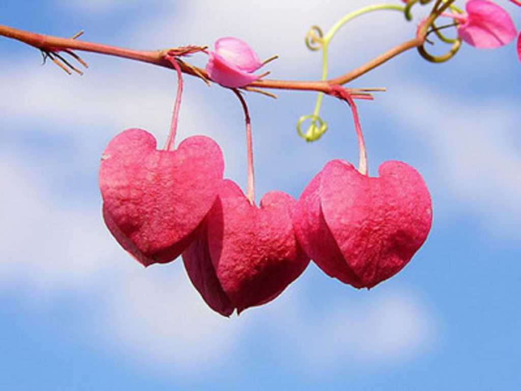 Wife Fell in Love with Her Cousin