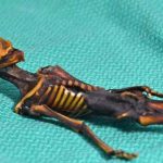 Atacama Desert Mummy Found in to Be Tiny, Mutated Child