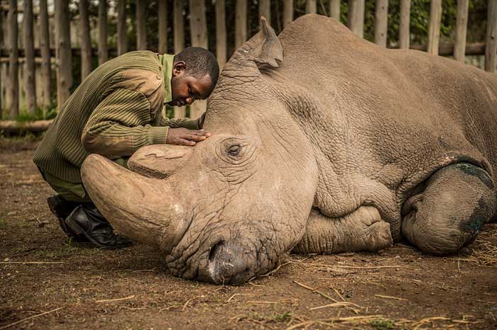 Stem Cells Save North White Rhino from Extinction After Last Male Death