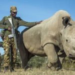Stem Cells Save North White Rhino from Extinction After Last Male Death