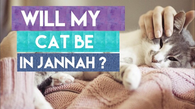 Will My Cat Be in Paradise With Me? Funny | About Islam