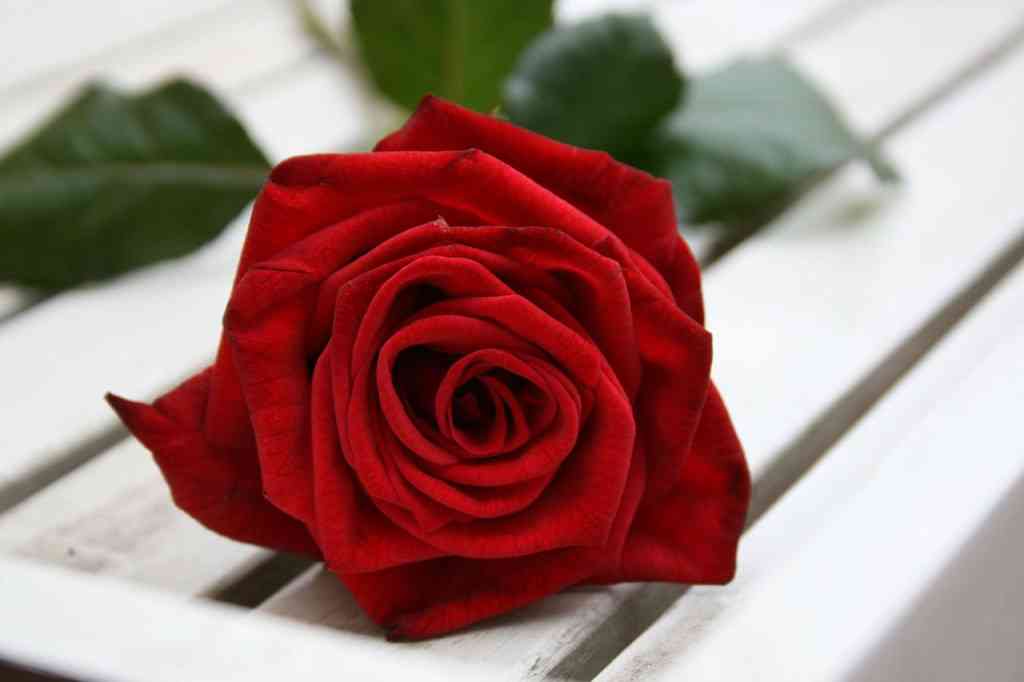 I Love a Guy, but My Parents Don’t Want to Meet Him