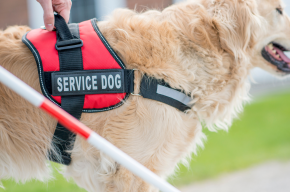 walking with service dog-Are Guide-Dogs Allowed in Mosques?
