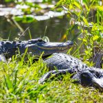 Is Eating Alligator Meat Permissible?