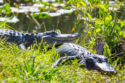 Is Eating Alligator Meat Permissible?