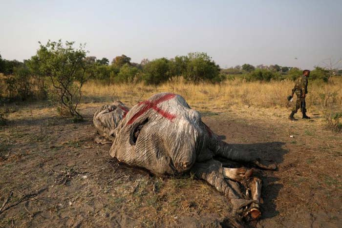 Dozens of Dead Elephants Discovered in Botswana