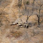 Dozens of Dead Elephants Discovered in Botswana