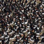 Thousands of Birds Flock to British Estuary