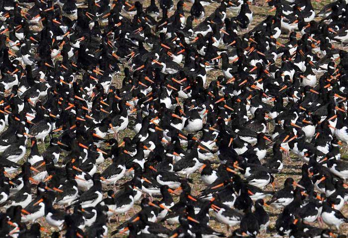 Thousands of Birds Flock to British Estuary