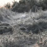 Blanket of Spider Webs in Greece - About Islam