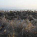 Blanket of Spider Webs in Greece - About Islam
