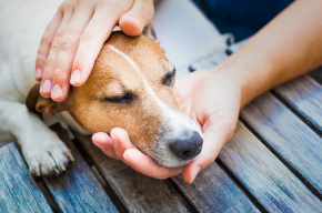 Does Touching a Dog Break Wudu?