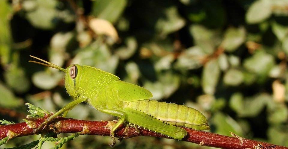 Miracle Of The Quran - We Will Emerge Like Locusts On The Day Of Resurrection