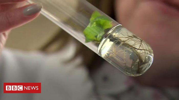 Test Tube Trees An Insurance Policy Against Extinction