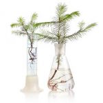 Test Tube Trees An Insurance Policy Against Extinction