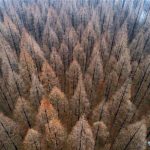 Scenery of Metasequoia Forest in East China's Jiangsu - About Islam