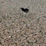 Chile's Aculeo Lagoon Dries Up for the First Time in 2,000 Years