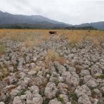 Chile's Aculeo Lagoon Dries Up for the First Time in 2,000 Years