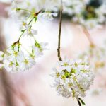 Spring Blossoms Around the World - About Islam