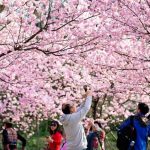 Spring Blossoms Around the World - About Islam