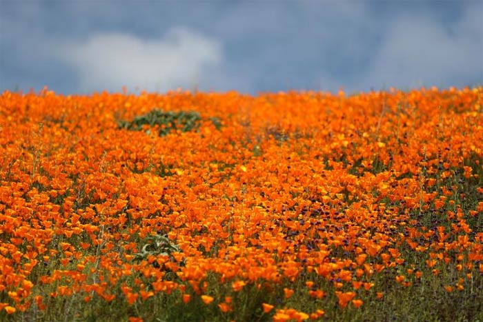 Springtime Super Bloom in California