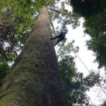 World's Tallest Tropical Tree Longer Than Football Field - About Islam