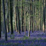 The Blue Forest of Belgium - About Islam