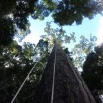 World's Tallest Tropical Tree Longer Than Football Field - About Islam