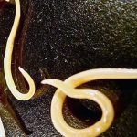 Siberian Worms Revived After Being Frozen for 42,000 Years. - About Islam