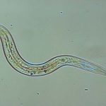 Siberian Worms Revived After Being Frozen for 42,000 Years. - About Islam