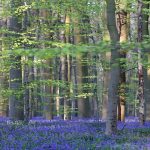The Blue Forest of Belgium - About Islam