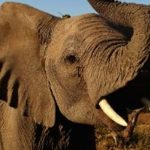Botswana's Government Lifts Ban on Elephant Hunting - About Islam
