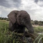 Botswana's Government Lifts Ban on Elephant Hunting - About Islam