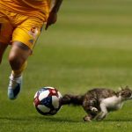 When Animals Interrupt Sports - About Islam