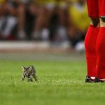 When Animals Interrupt Sports - About Islam