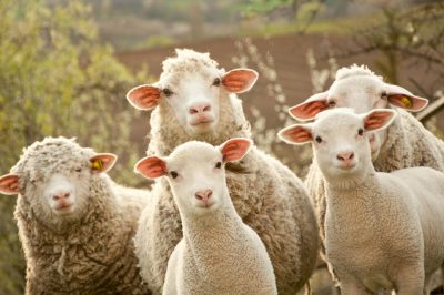 Slaughtering Sheep on Eid Day: Cruelty to Animals?