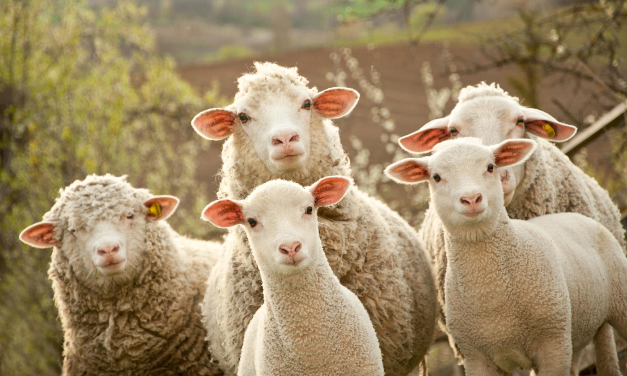 Slaughtering Sheep on Eid Day: Cruelty to Animals? | About Islam