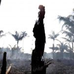 Wildfires Rage Across the Amazon