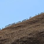 Australia's Uluru Closes to Climbers - About Islam