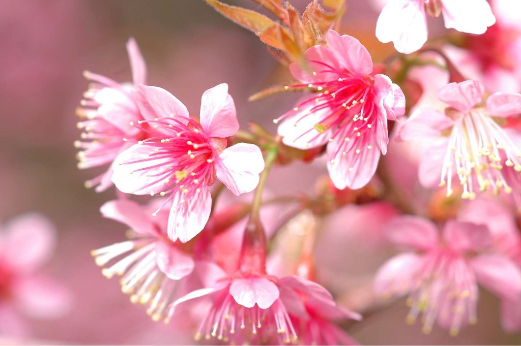 Discovering the Personality of Khadijah bint Khuwaylid