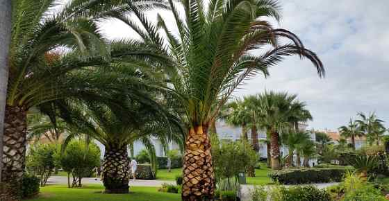 Plants in Qur'an: Date Palm - About Islam