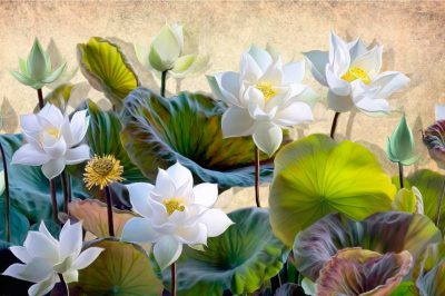 white Lotus flowers with green leaves